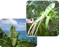 rainforestwalk