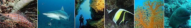 divingimgrow