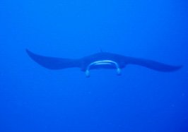 manta